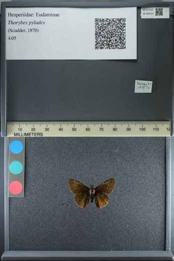 Media type: image;   Entomology 188727
